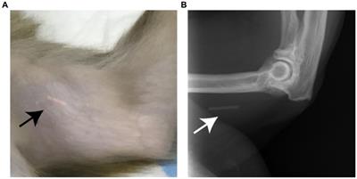 Long-acting reversible contraception with etonogestrel implants in female macaques (Macaca mulatta and Macaca fascicularis)